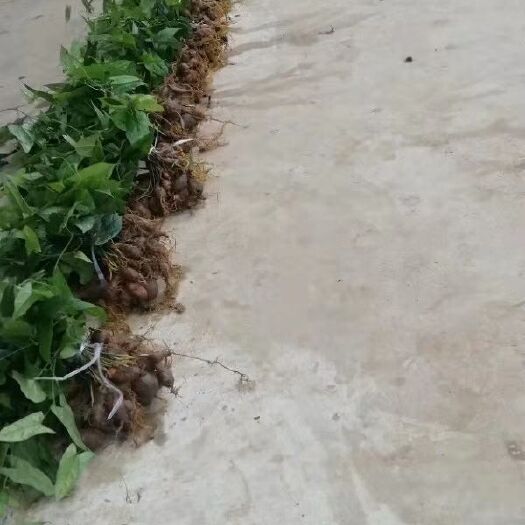 马边县地胆草 一手货源地苦胆