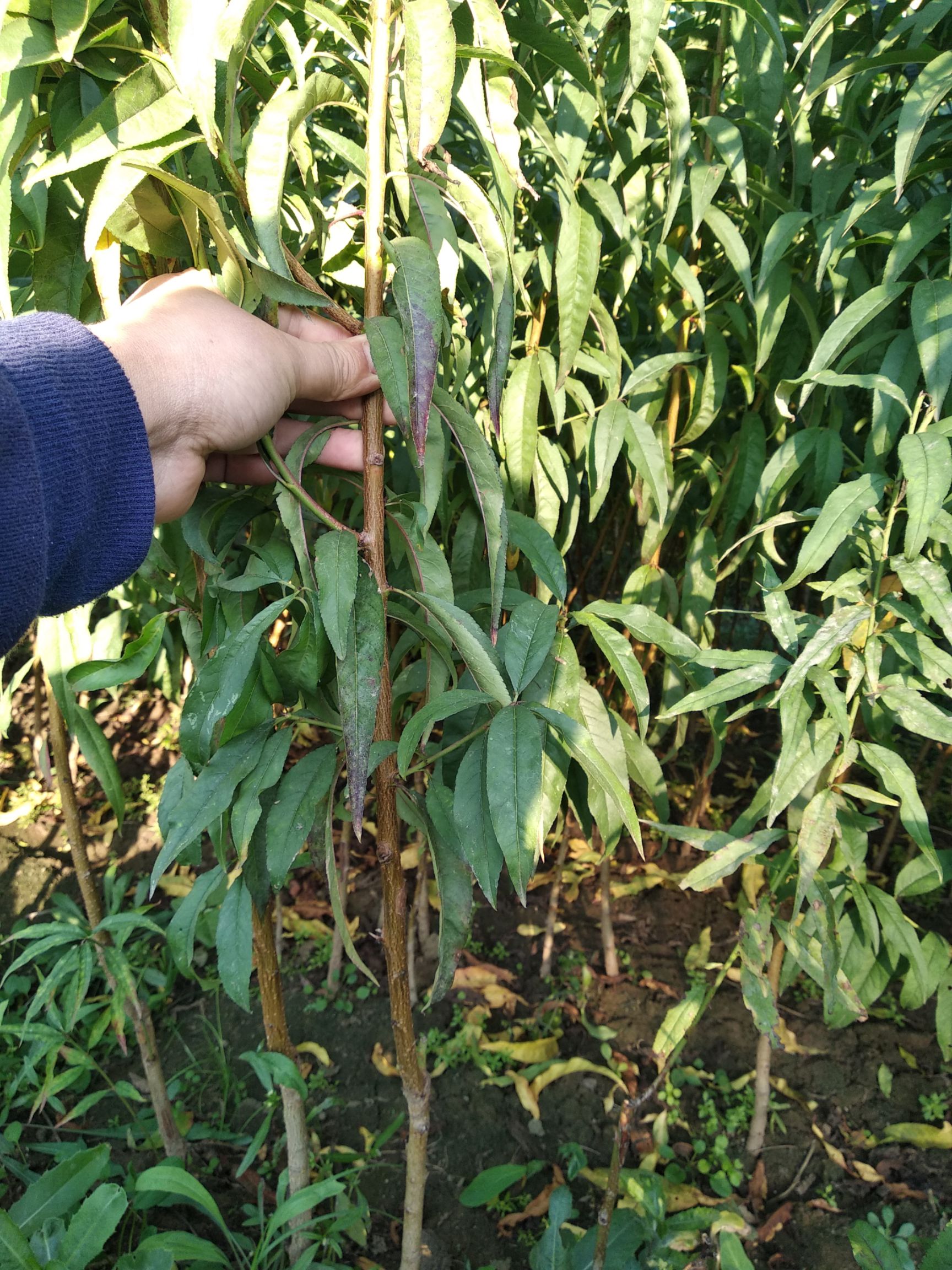 黄金蜜4号苗 优质黄桃品种，生茬地育苗，，根系无根瘤病菌，质量保证技术指导