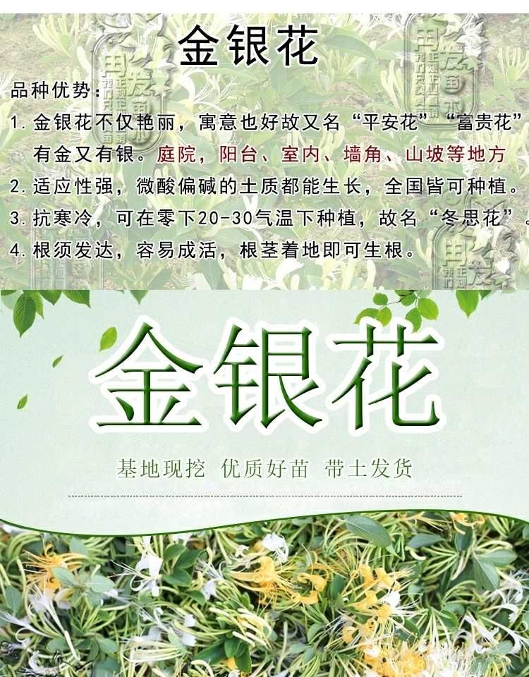 四季金银花苗 金银花品种齐全，山银，大毛，红色，金花三号，懒汉，南银，北花