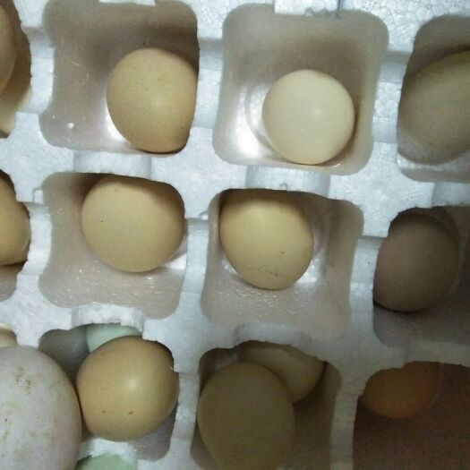 舒城县 农家土鸡蛋