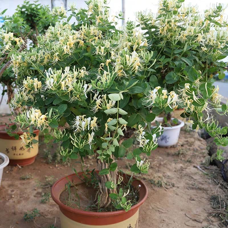 四季金银花苗 金银花品种齐全，山银，大毛，红色，金花三号，懒汉，南银，北花