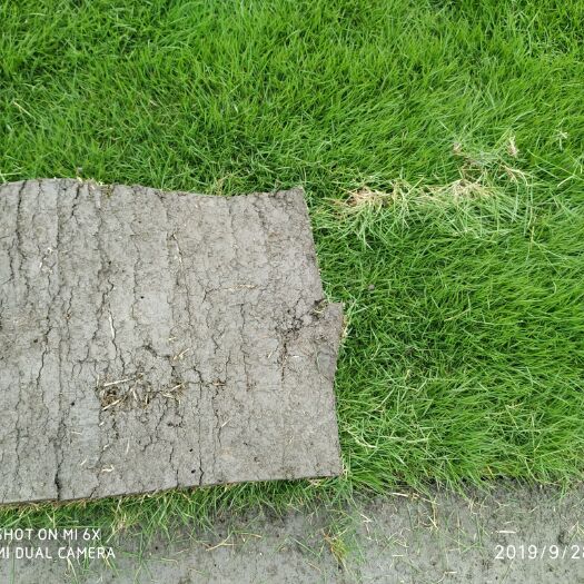 广汉市草 混播草  高羊茅