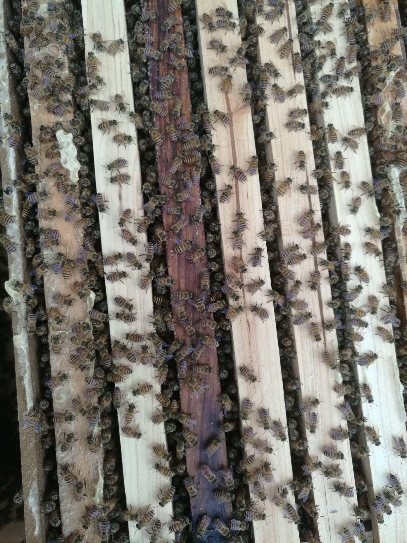  秦岭中蜂，耐寒耐热，抗病能力强，能维持强群，采集力强！