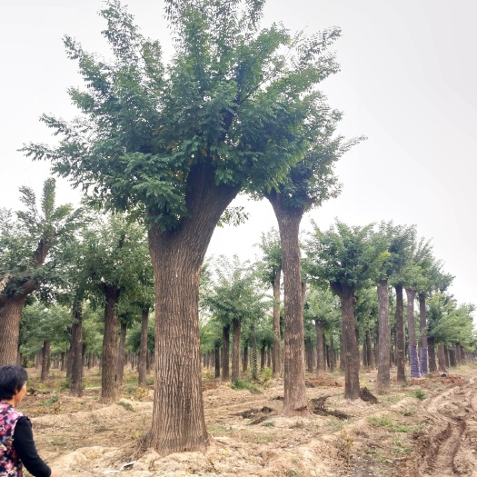  国槐基地 移栽发冒的  数量多  质量好  诚信经营