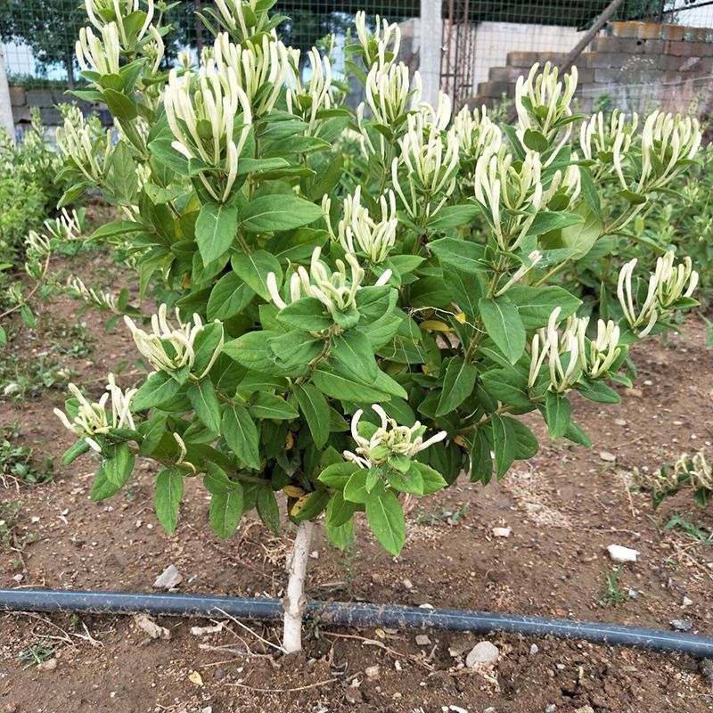 四季金银花苗 金银花品种齐全，山银，大毛，红色，金花三号，懒汉，南银，北花