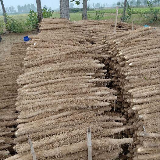 内黄县内黄麻山药大量上市要的联系