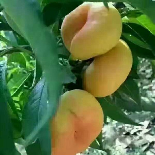 泰安 油蟠5桃树苗 保品质 包成活