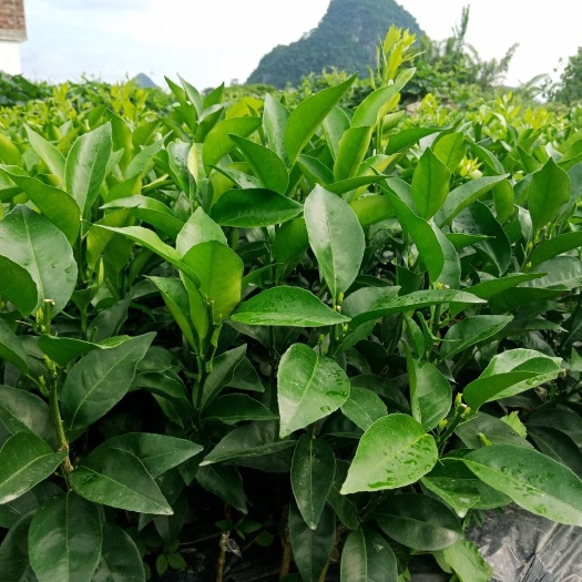阳朔县 塔罗科血橙苗