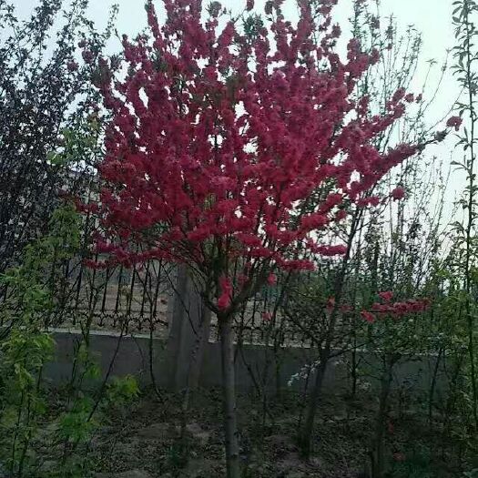 开封满天红碧桃苗 滿天红桃苗