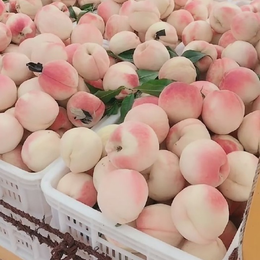 宁陵县中秋桃王桃树苗