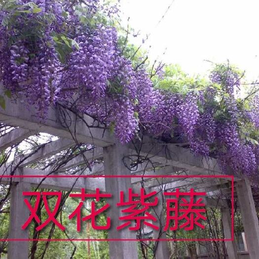 平邑县 供应，各种紫藤树苗银藤红玉藤白玉藤三尺藤多花藤，重瓣紫藤