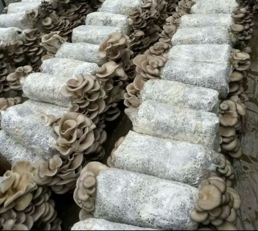 北京吉蕈园平菇菌种图片