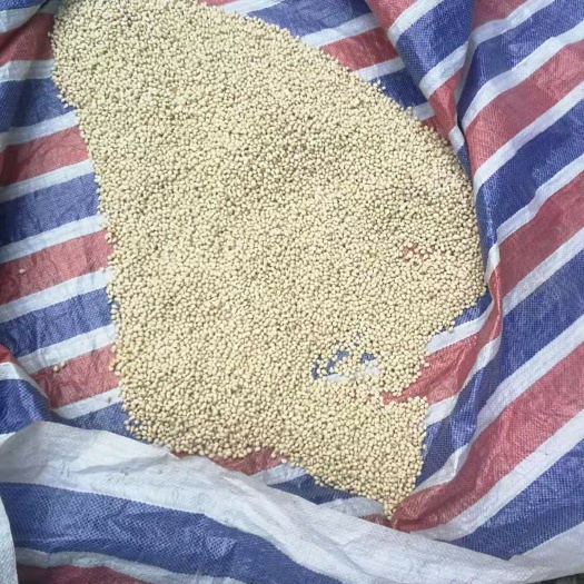 资阳香橙种子 资阳标准小叶香橙，
