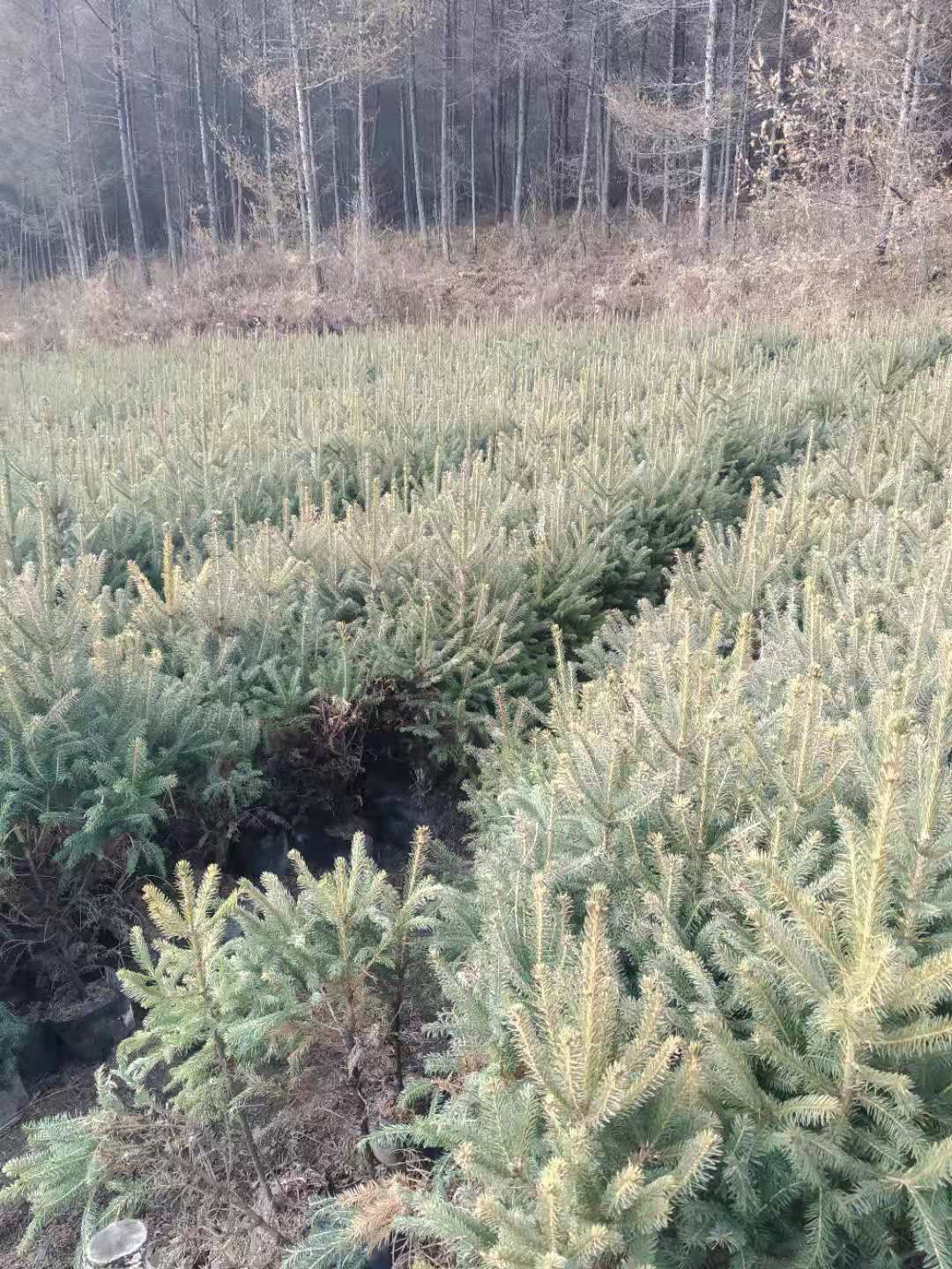  云杉为中国特有树种，生长在海拔2400-3600米地带