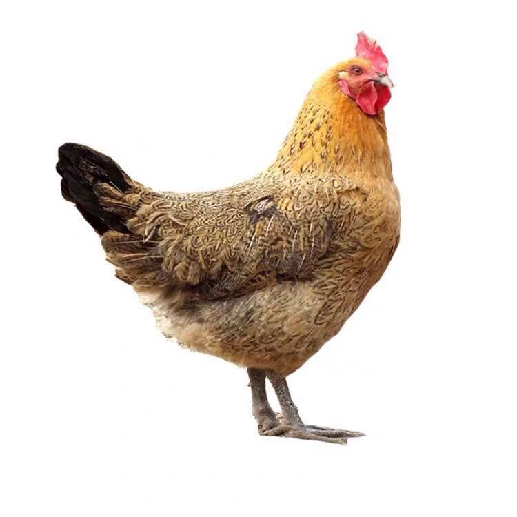  【黑脚老母鸡】正宗土鸡草鸡柴鸡散养700天【净重2.1-2.