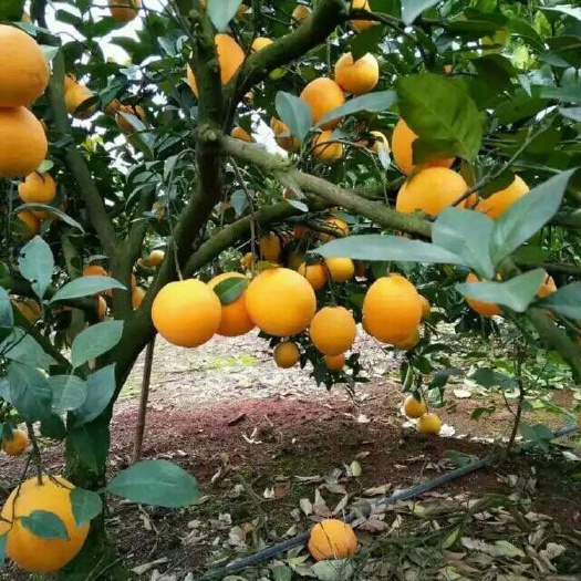 阳朔县血橙苗 卡拉红肉苗脐橙苗血橙8号纽何尔脐蜜奈夏橙