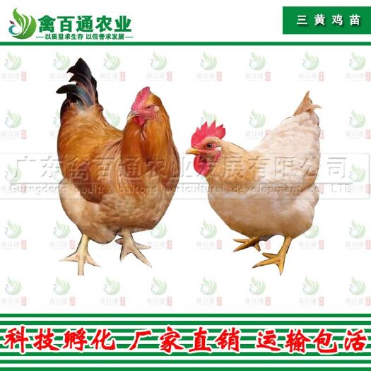 广州 三黄鸡苗 快大黄鸡苗  黄花鸡苗 土鸡苗质量保证包打疫苗