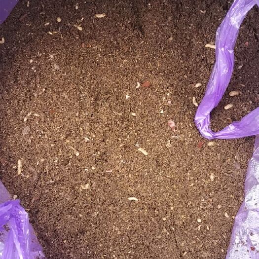 大邑县有机肥黑水虻虫粪