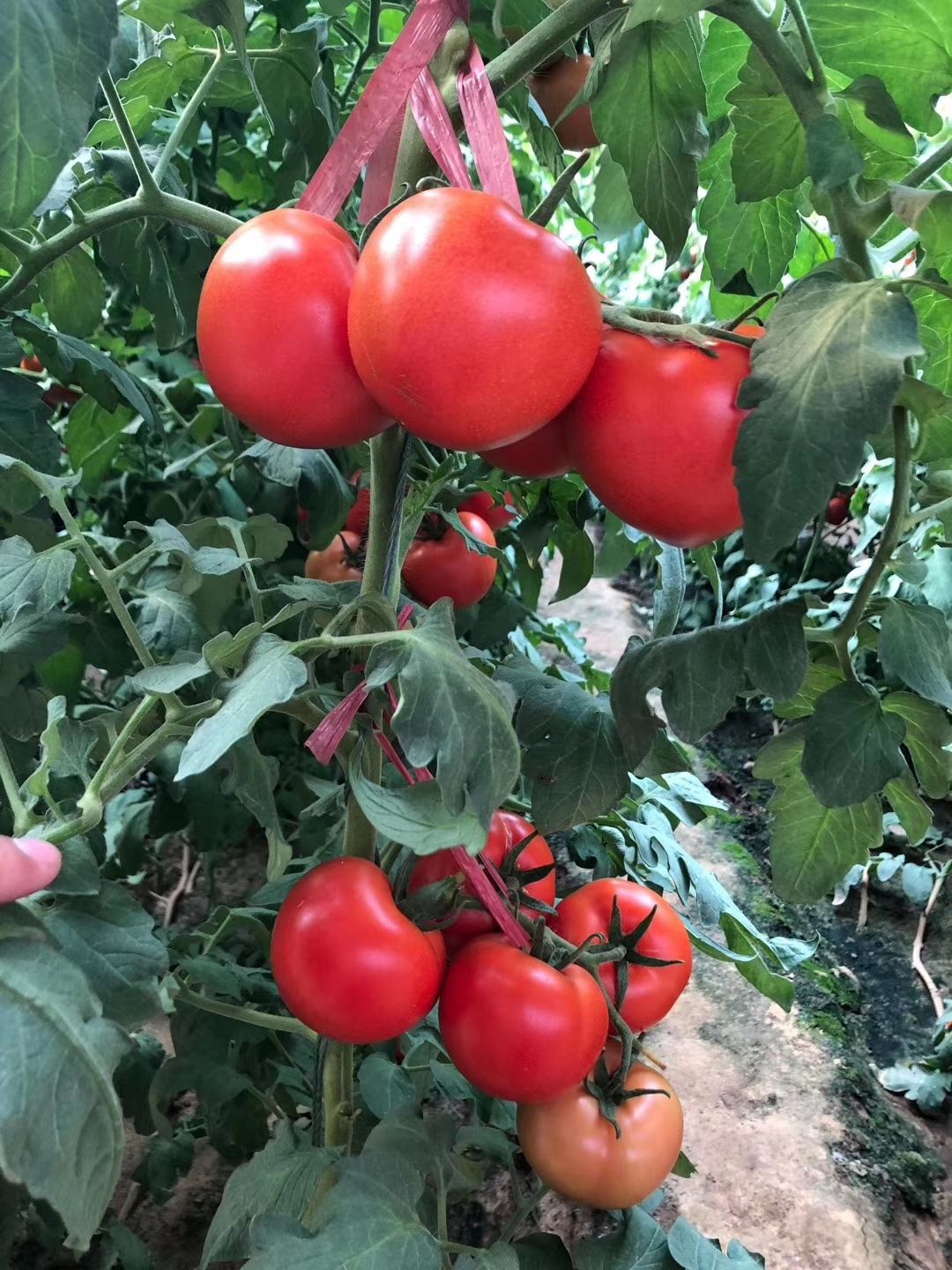 寿光市大红番茄苗 齐达利种子种苗