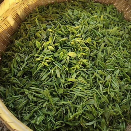 竹山县日照绿茶 一级 散装