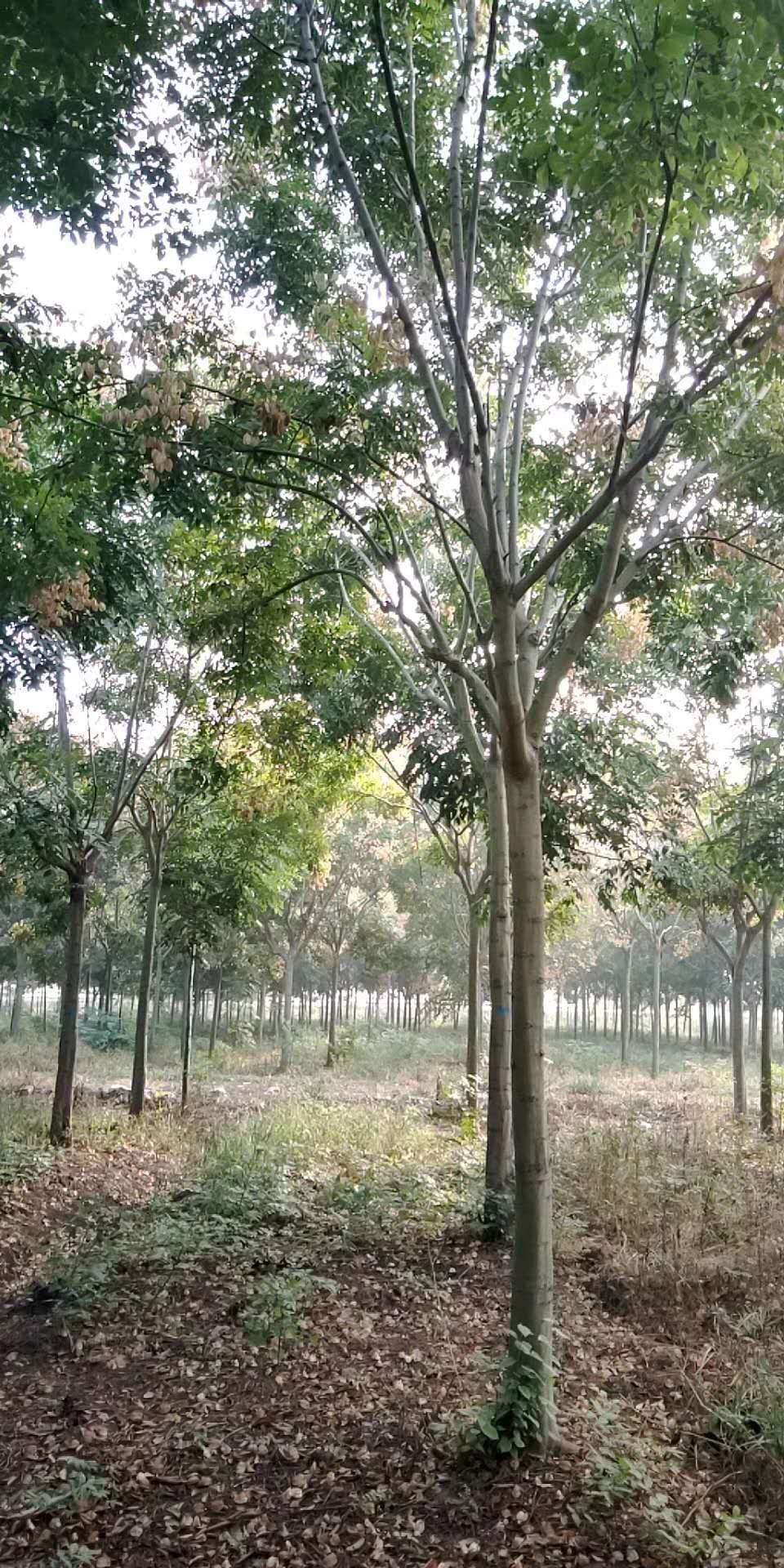  12-15公分精品栾树