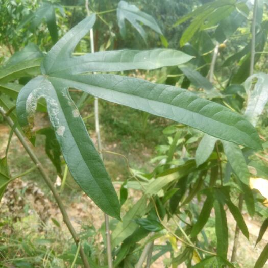 贺州 五指毛桃干货