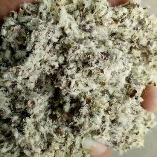 棉籽壳  磨盘棉壳，含棉粉，小壳长绒茶树菇专用棉壳