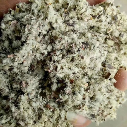 通许县棉籽壳  磨盘棉壳，含棉粉，小壳长绒茶树菇专用棉壳