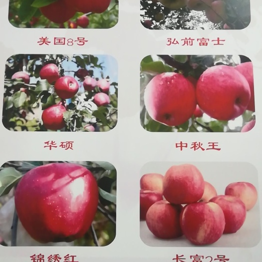 郑州美八苹果树苗 中国农科院郑州果树所种苗中心果树苗木