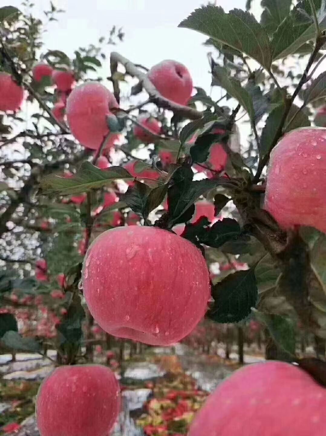  现摘2019年陕西红富士苹果10斤装一整箱农家脆甜包邮