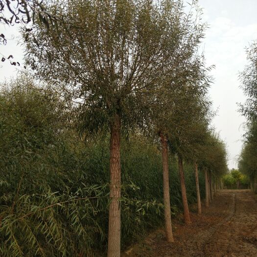 郓城县 出售15-18公分馒头柳