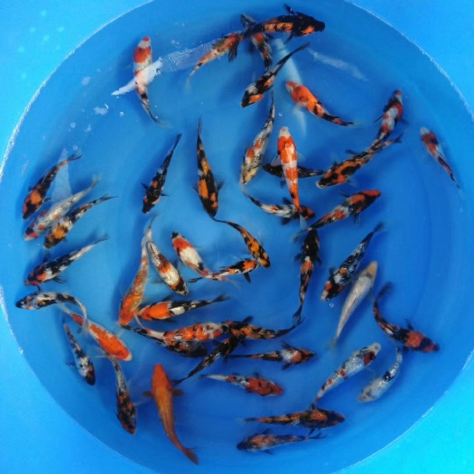沭阳县 锦鲤