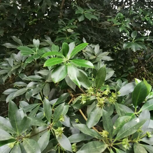 晋州市大红八角  大红秋八角大茴香