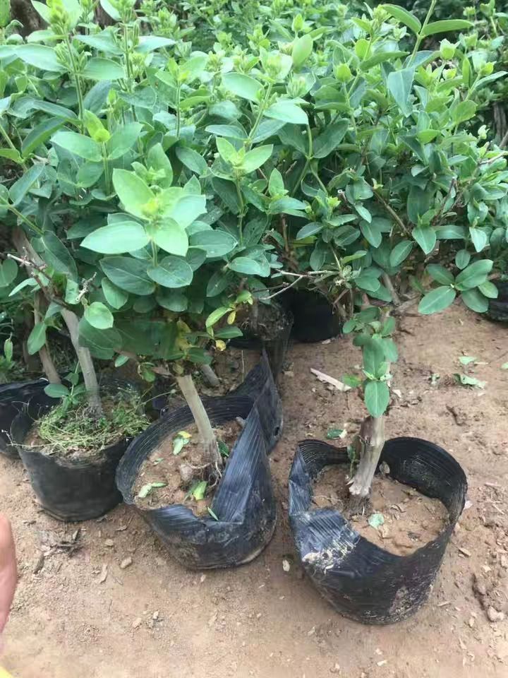 四季金银花苗 金银花品种齐全，山银，大毛，红色，金花三号，懒汉，南银，北花