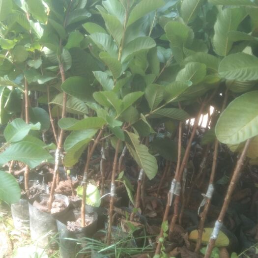 灵山县红心芭乐番石榴苗 无籽红宝石