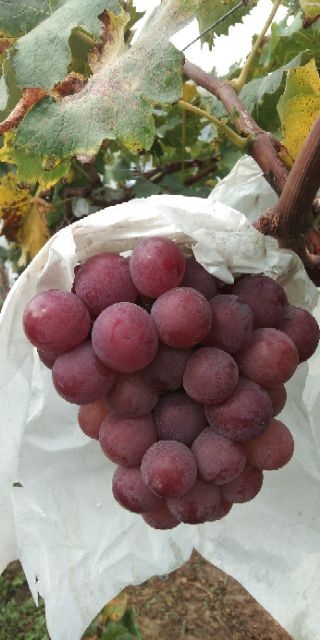 菏泽辽峰葡萄苗