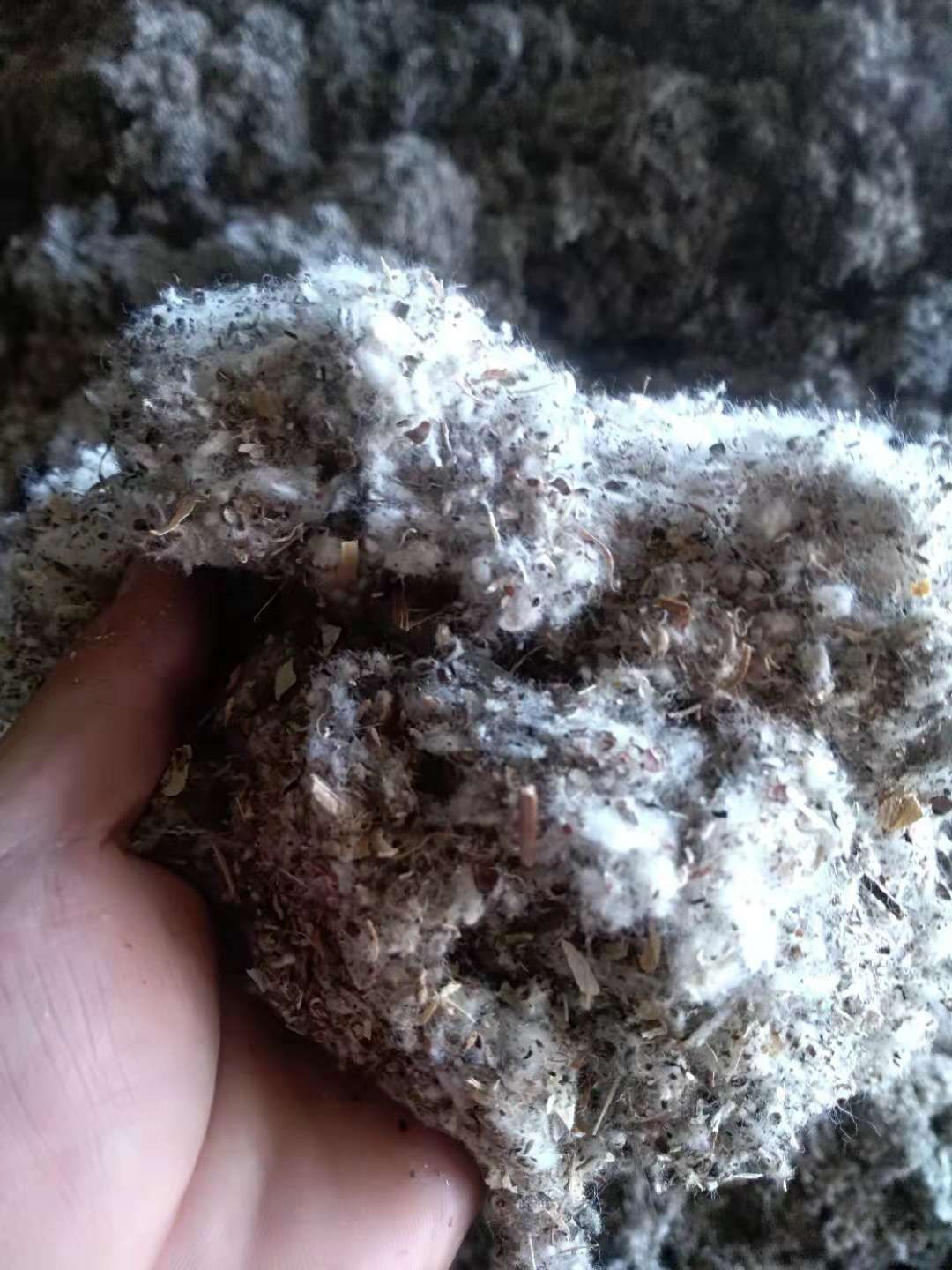 棉渣  湖南江西江苏重庆四川平菇草菇秀珍菇菌用麸皮次粉棉籽壳