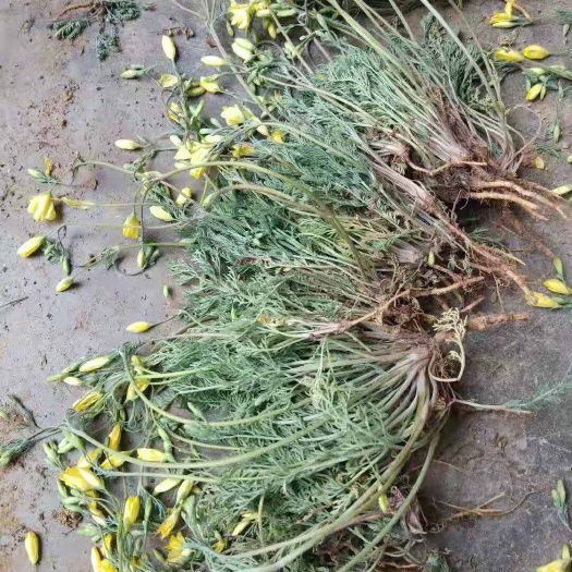 伊川县茵陈 产地直销，大量供应，量大优惠