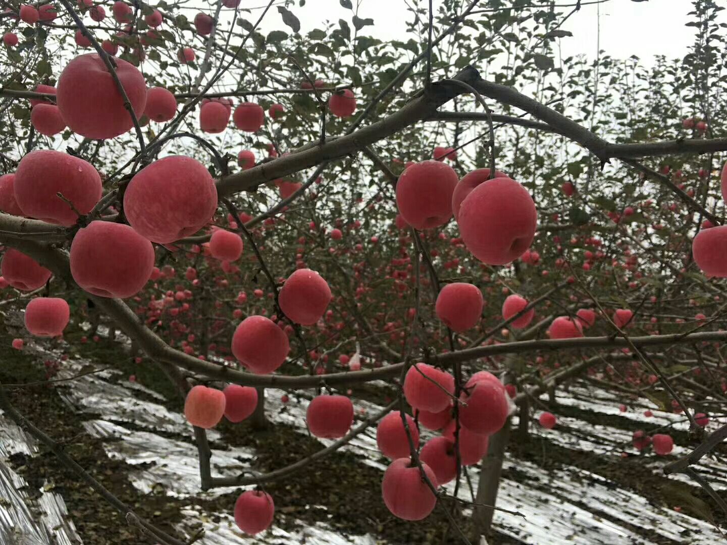  甘肃庆阳苹果，黄土高塬，光照时长。果面干净，果品可口，值得信