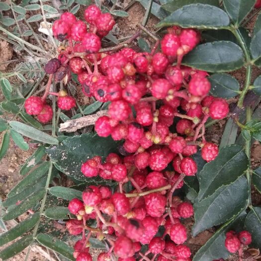 宜川县 精品花椒需要的联系