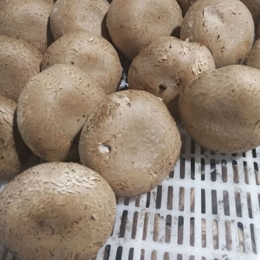 洛阳奥吉特褐菇/牛排菇8-10cm、价格优惠、欢迎批发商来电合作