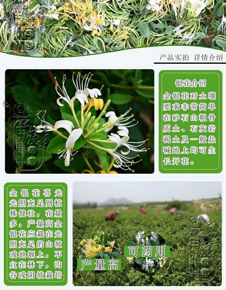 四季金银花苗 金银花品种齐全，山银，大毛，红色，金花三号，懒汉，南银，北花