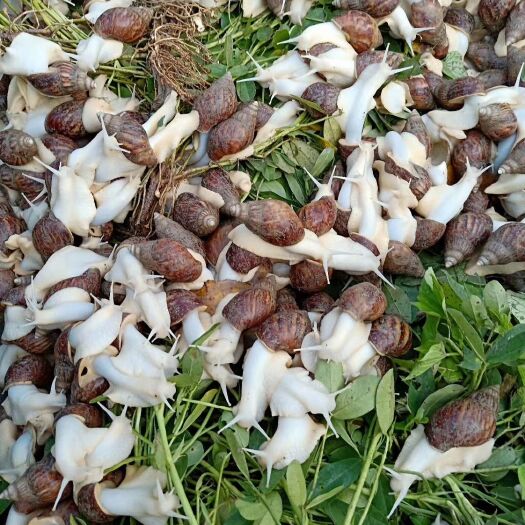 肇庆 蜗牛、鲍鱼、鱼翅、干贝一并被列为世界“四大名菜”