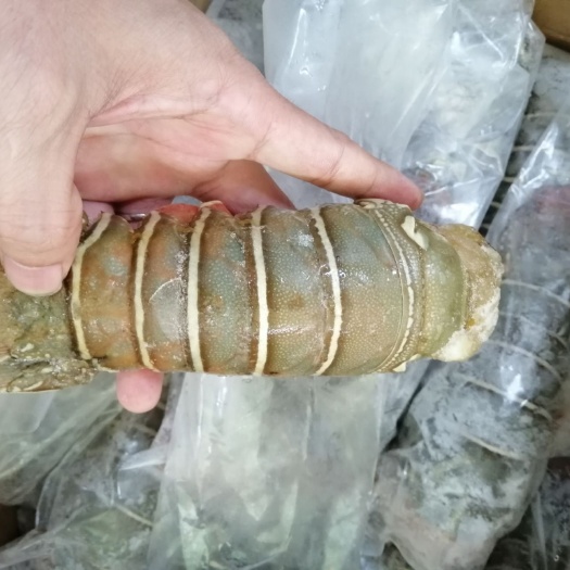 广州 印度—龙虾尾—青龙尾