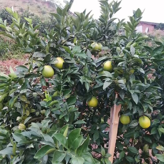 瑞金市 纽荷尔脐橙