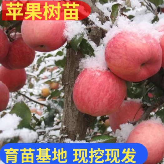 平邑县冰糖心苹果苗 冰糖心苹果嫁接果树苗包成活保纯度死苗补发