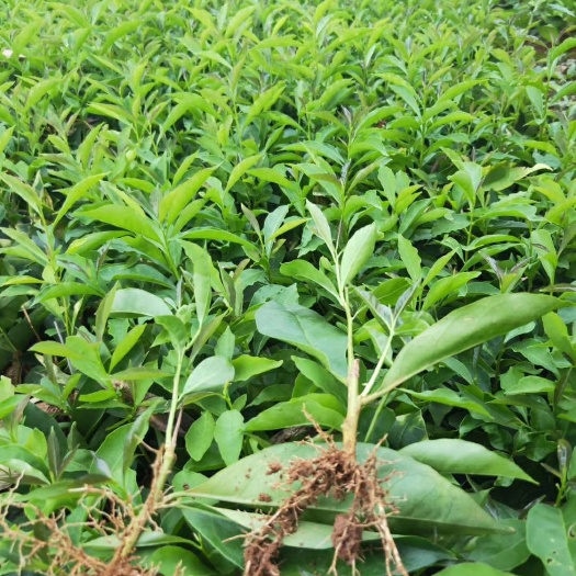 荔浦市双色茉莉