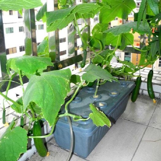 常熟市水培容器 家庭阳台管道水管种菜无土栽培设备水培蔬菜水培管道种植架水