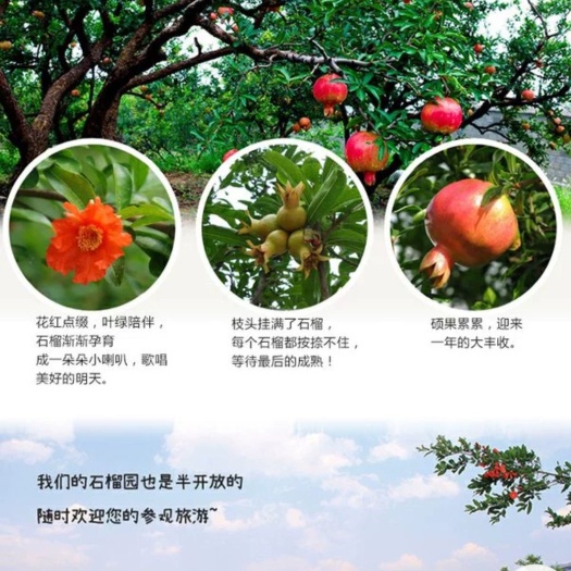 平邑县蒙阳红石榴苗 山东蒙阳红大甜石榴苗树