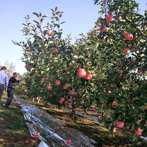  现摘2019年陕西红富士苹果10斤装一整箱农家脆甜包邮